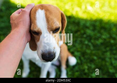Besitzer Haustier der Beagle Hund auf Gras an sonnigen Sommertag Stockfoto