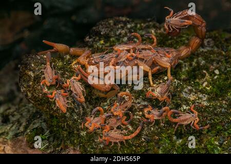 Eine Skorpionmutter (Hottotta hottotta) hält ihre Babys in der Hand. Stockfoto