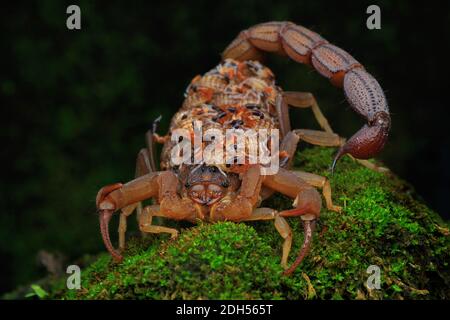 Eine Skorpionmutter (Hottotta hottotta) hält ihre Babys in der Hand. Stockfoto