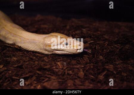 Albino Burmesische Pythonschlange Python bivittatus gilt als invasive Art im südlichen Florida. Stockfoto
