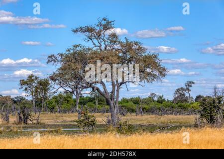 Moremi Game Reserve Landschaft, Afrika Wüste Stockfoto