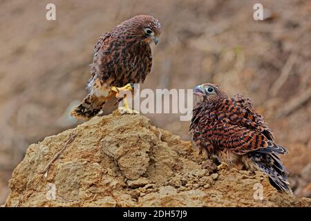 Zwei junge Falken spielen in der Nähe des Nestes. Dieser Raubvögel trägt den wissenschaftlichen Namen Falco moluccensis. Stockfoto