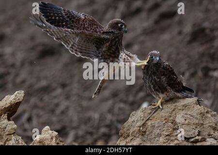 Zwei junge Falken spielen in der Nähe des Nestes. Dieser Raubvögel trägt den wissenschaftlichen Namen Falco moluccensis. Stockfoto