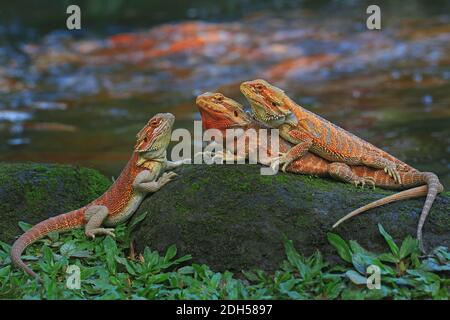 Drei bärtige Drachen (Pogona sp) sonnen sich am Pool. Stockfoto