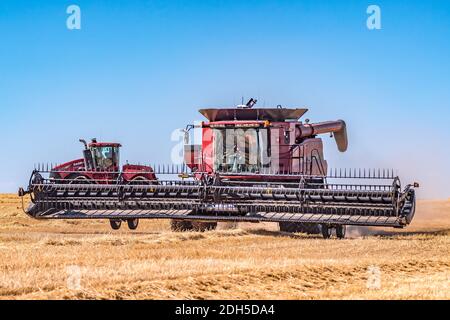 Mähdrescher für Getreide im Feld Stockfoto