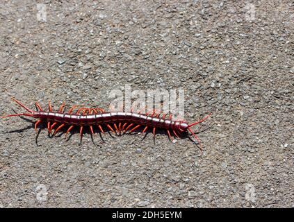 Centipede auf der Straße mit Coppy Platz Stockfoto