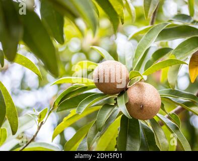 Sapodilla Frucht auf dem Baum im Garten Stockfoto
