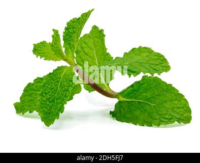 Frische rohe Minze Blätter isoliert auf weißem Hintergrund mit Clipping Pfad Stockfoto