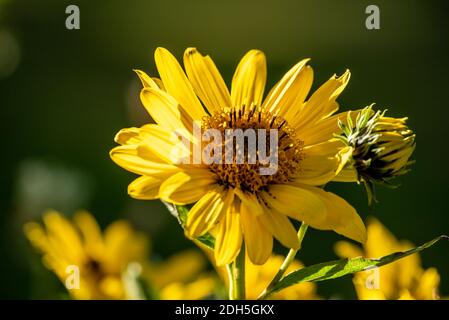 Sonnenauge im Garten Stockfoto