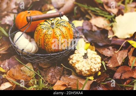 Kürbisse und Herbstblätter, selektiver Fokus Stockfoto