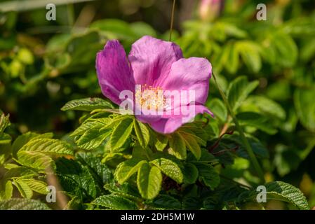 Kartoffelrose Stockfoto