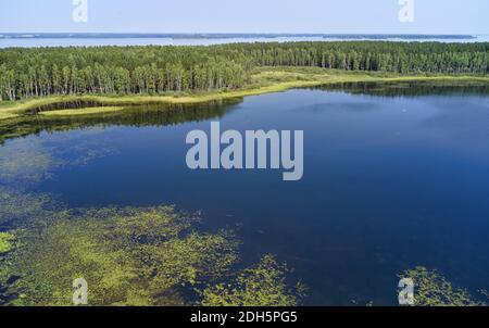 Luftaufnahme eines sumpfigen Sees im Karakansky Kiefernwald nahe dem Ufer des ob Stausees. Stockfoto