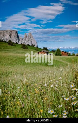 Seiser Alm - Seiser Alm mit Langkofel im Hintergrund bei Sonnenuntergang. Gelbe Frühlingsblumen und Holz Stockfoto