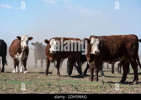Rinder, Tiere, die in argentinien für ihren Gebrauch domestiziert werden Stockfoto