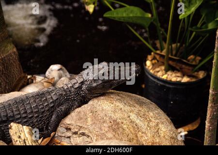 Juvenile amerikanische Alligator auch Alligator mississippiensis Sonnen sich auf einem Felsen in Naples, Florida. Stockfoto