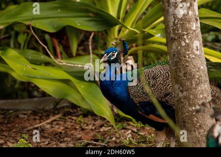 Blau ruhenden männlichen indischen Pfau Pavo cristatus hockt auf dem Boden unter der Bürste. Stockfoto