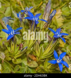 Balggenzian 'Gentiana utriculosa' Stockfoto