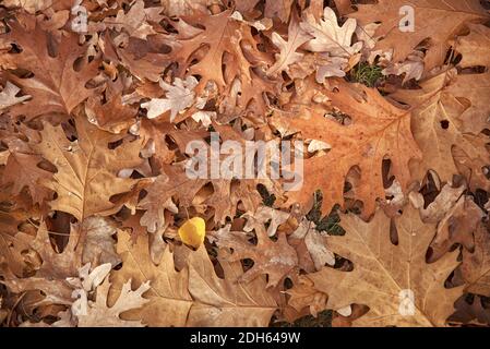 Herbsteiche Blätter Hintergrund Oberfläche unter den Füßen Stockfoto
