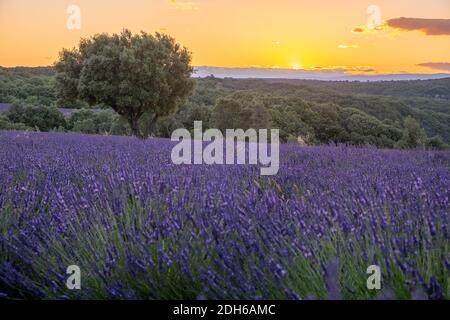 Ardeche Lavendelfelder im Süden Frankreichs bei Sonnenuntergang, Lavendelfelder in Ardeche im Südosten Frankreichs Stockfoto