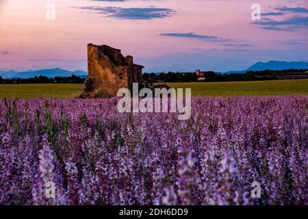 Valensole Plateau, Provence, Südfrankreich. Lavendelfeld bei Sonnenuntergang Stockfoto