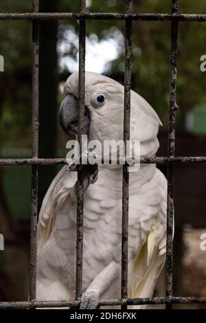 Lustige weiße Haube Kakadu Cacatua alba in Gefangenschaft in einem großen Käfig. Stockfoto