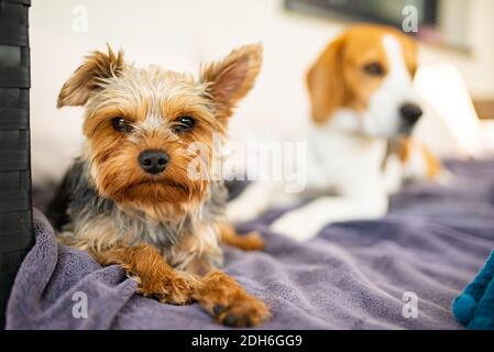 Entzückender yorkshire Terrier auf dem Gartensofa mit Beagle Hund im Hintergrund. Stockfoto