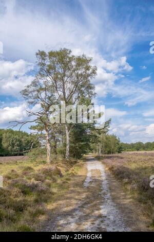 Buurserzand Nature Reserve, Niederlande Stockfoto