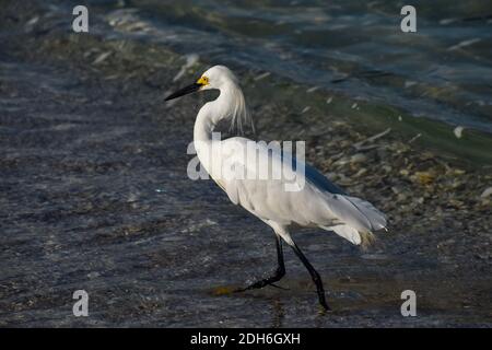 White Heron Stockfoto