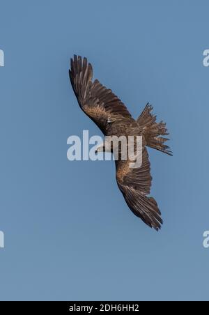 Schwarzer Drachen im Flug und entpolierte Flügel Stockfoto