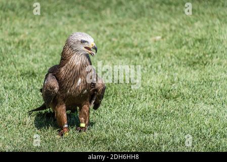 Schwarzer Drachen auf dem Boden und Flügel geschlossen Stockfoto