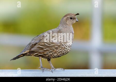 California Quail weiblich oder unreif auf Metallgeländer thront Stockfoto