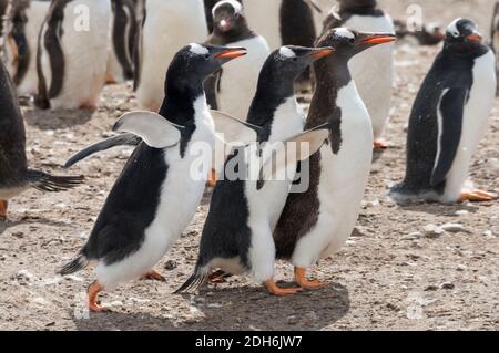 Gentoo Pinguine auf Saunders Island, Falkland Islands Stockfoto