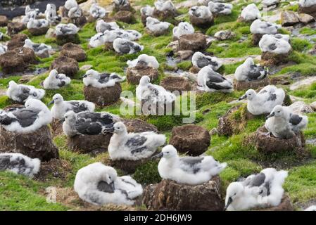 Schwarzbrauenalbatros (T. m. melanophris) Kolonie, Küken sitzen auf Nest, Saunders Island, Falkland Islands Stockfoto