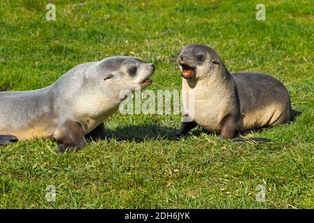 Baby Antarctic fur Seal (Arctocephalus gazella), Grytviken, South Georgia Island Stockfoto