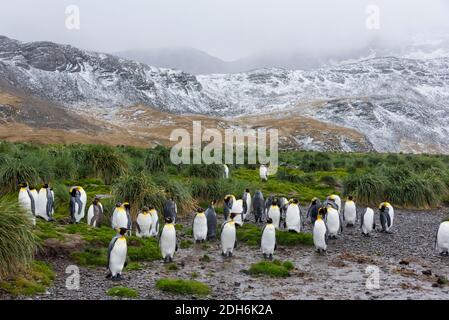 Königspinguine, Prion Island, Südgeorgien, Antarktis Stockfoto