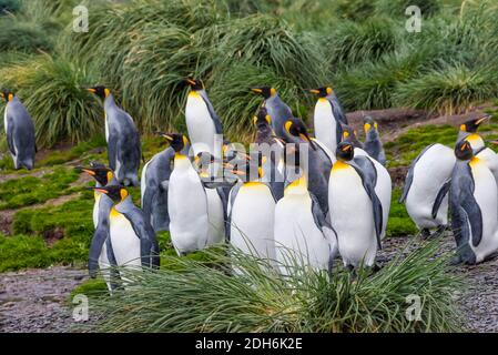 Königspinguine, Prion Island, Südgeorgien, Antarktis Stockfoto