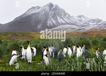 Königspinguine, Prion Island, Südgeorgien, Antarktis Stockfoto