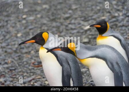 Königspinguine auf der Insel, Fortuna Bay, Südgeorgien, Antarktis Stockfoto