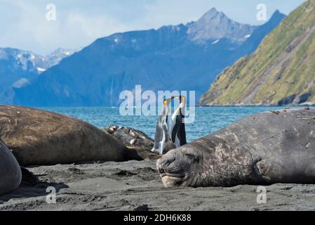 Elefantenrobben (Mirounga leonina) und Königspinguine am Strand, Gold Harbor, Südgeorgien Insel Stockfoto