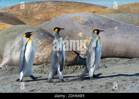 Elefantenrobben (Mirounga leonina) und Königspinguine am Strand, Goldhafen, Südgeorgien, Antarktis Stockfoto