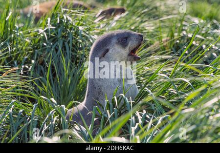 Baby antarktische Pelzrobbe (Arctocephalus gazella), Goldhafen, Südgeorgien, Antarktis Stockfoto