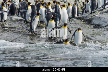 Königspinguine am Strand, Gold Harbor, Südgeorgien, Antarktis Stockfoto