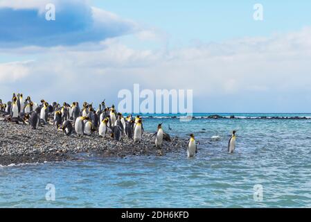 Königspinguine am Strand, Gold Harbor, Südgeorgien, Antarktis Stockfoto