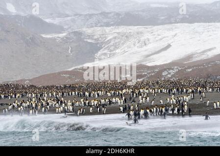 Königspinguine am Strand, St. Andrews Bay, Südgeorgien, Antarktis Stockfoto