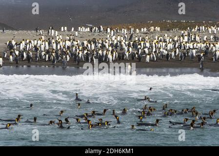 Königspinguine am Strand, St. Andrews Bay, Südgeorgien, Antarktis Stockfoto