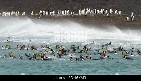 Königspinguine am Strand, St. Andrews Bay, South Georgia Island Stockfoto