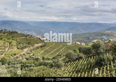 Pisten bedeckt mit Weinbergen in Portugal Stockfoto