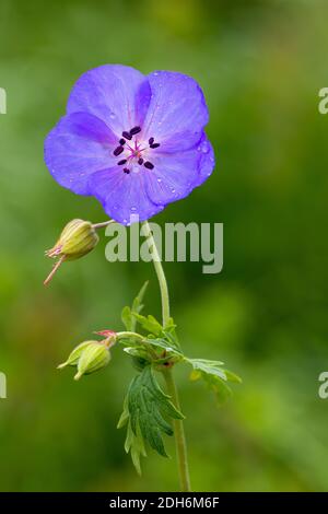 Zarte blaue Blüten der Geranie pratense Wiese Stockfoto