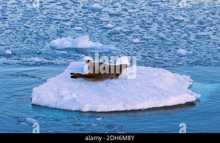 Krabbenfellrobbe (Lobodon carcinophaga), auch Krill-Seal genannt, auf schwimmenden Eis im Südatlantik, Antarktis Stockfoto