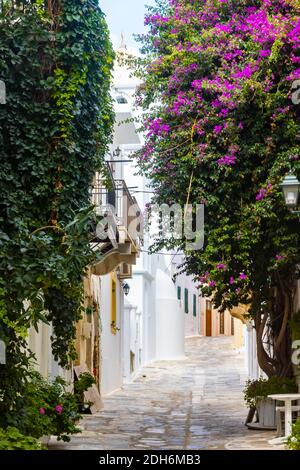 Typisch griechische schmale Gasse mit Pflanzen in der Hauptstadt Die kykladische Insel Tinos Stockfoto